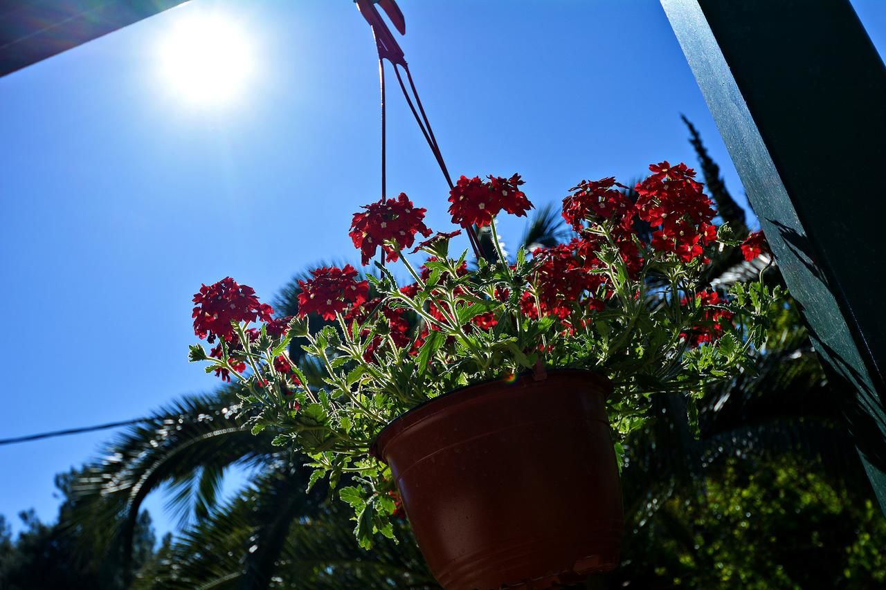 Апартаменты Apartments Dinko Zifra Тиват-15