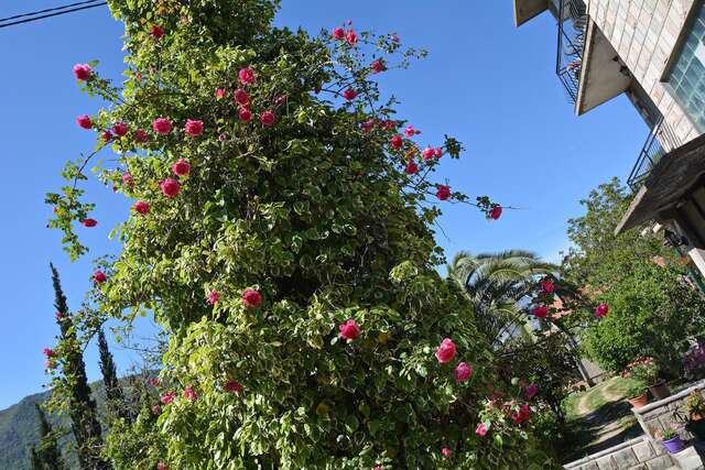 Апартаменты Apartments Dinko Zifra Тиват-15