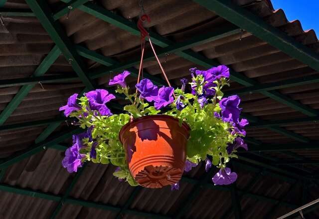 Апартаменты Apartments Dinko Zifra Тиват-22